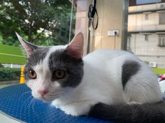 -瑞鹏宠物医院·夜间急症·心超·猫科(祖庙分店)