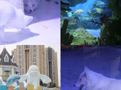 -海合安成都极地海洋公园