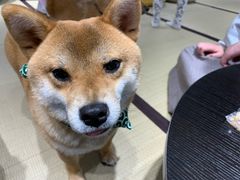 -逗柴咖啡屋·狗咖猫咖宠物桌游