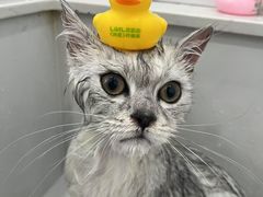 -老吴的猫·猫舍(新区店)
