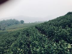 -帐篷客·溪龙茶谷度假酒店