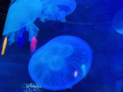 -太平洋海底世界