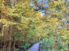 -桤木河湿地公园