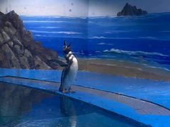 -海合安青岛极地海洋公园
