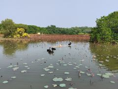 -大湾区中央湿地公园