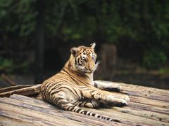 -广州长隆野生动物世界