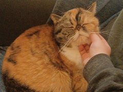 -滚猫咖啡·猫咖·猫友好撸猫(未来城店)
