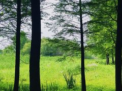 -溱湖国家湿地公园