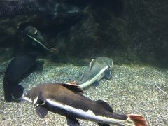 -太平洋海底世界