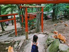 -宫城藏王狐狸村