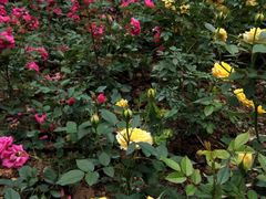 -人民公园(罗湖区)