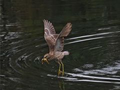 -重庆彩云湖湿地公园