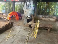 -海南热带野生动植物园