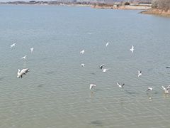 -巢湖姥山岛