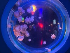 -太平洋海底世界