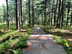 -黄椅山火山森林公园