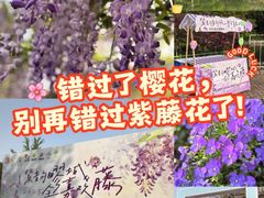 -嘉定紫藤园