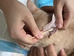 -纳吉亚猫专科动物医院博雅分院