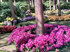 -上海共青森林公园