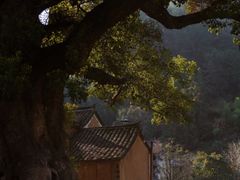 -杨家堂村
