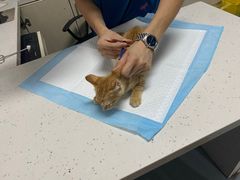 -贝来恩24H动物医院·转诊中心(稻香路店)