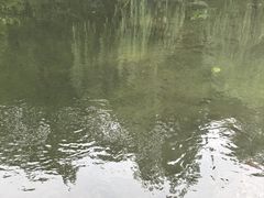 -重庆彩云湖湿地公园