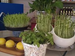 -海口绿发希尔顿酒店-田园汇自助餐·三文鱼·海鲜