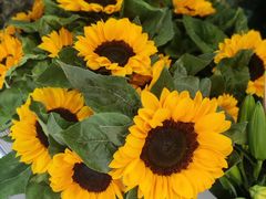 -花心思鲜花店(武昌徐东店)