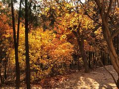 -北京西山国家森林公园