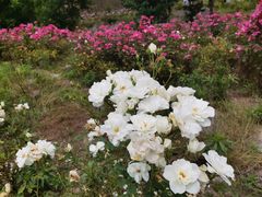 -镇坪县曙坪小学