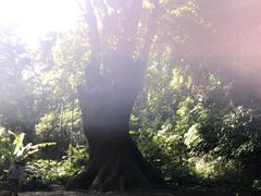 -莫里热带雨林景区