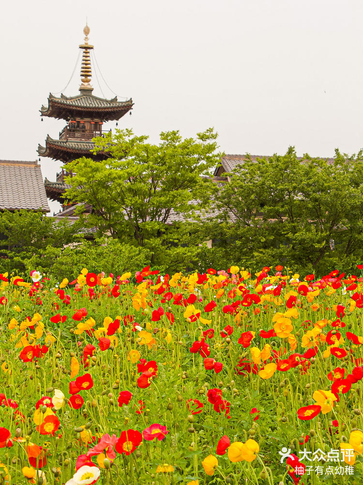 无锡和我一起来拈花湾花海畅游吧