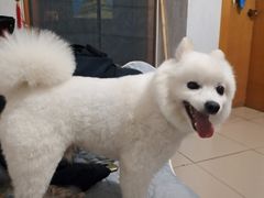 -pd派德宠物中心医院24H急重症·眼科中心·血液透析中心(嵩山北路店)