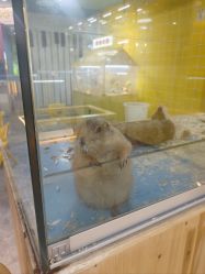 -神奇动物撸宠馆·羊驼·小浣熊·异宠(豫园店)