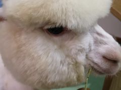 -藦茜花园宠物主题亲子互动体验馆(国顺东路店)