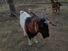 -安德鲁户外烧烤帐篷营地(马泉营店)