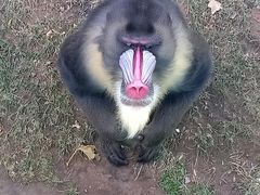 -西霞口神雕山野生动物世界