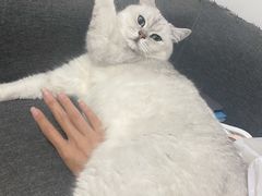 -糯米喵星人总部直营旗舰店·猫舍·幼猫出售