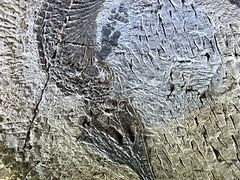 -安徽省地质博物馆