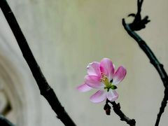 -拙政园