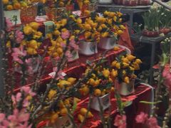 -越秀西湖花市(广州城市广场花卉店)