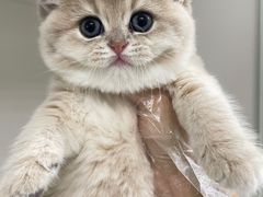 -lincat·猫舍(广州店)