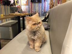 -小时光咖啡馆(开森度假森林店)