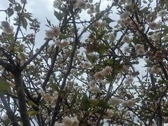 -天适樱花悠乐园