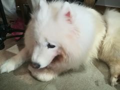 -more than meow吴止猫主题餐厅(承德 中船汇店)