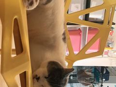 -Cappucimeow猫咪咖啡馆(韦伯时代店)