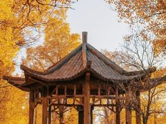 -金塔沙漠胡杨林景区