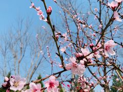 -永定河休闲森林公园