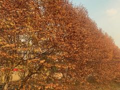 -杨柳河(地铁站)