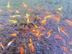 -参仙谷生态旅游度假区